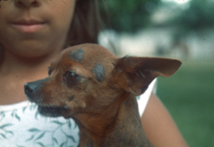 black lesions on a brown dog's face; left-side profile