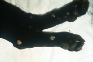 alopecia on a black dog's ankles