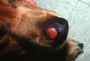 red lesion on a brown dog's nose
