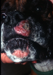 red lesions on a black dog's nose and mouth
