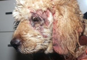 brown dog's profile with patchy fur and red irritation along ear and around eye