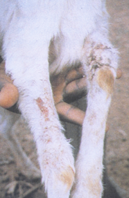 white goat hind legs with yellow splotches