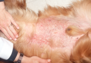 pink specks on brown dog's belly