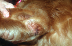 red crusty spot behind brown dog's ear