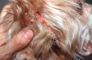 side profile of brown dog; brown crust along inner ear