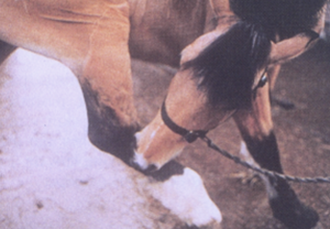side profile of brown horse biting right front leg