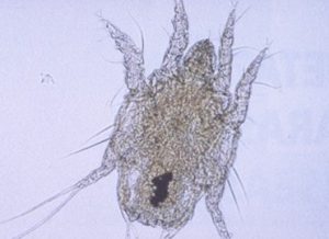 microscopic image brown translucent mite with hook-like claws and four legs