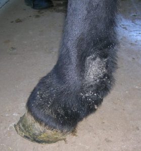 black horse fetlock with patch of hair missing and signs of crust