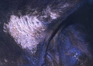 patch of hair missing at back of udder of black cattle