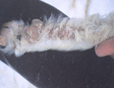 lesions on white hind leg of goat