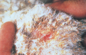 open wound on hind limb of goat/sheep