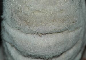 thick hardened white coat with white scales