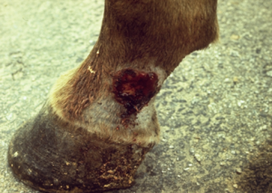 red lesion at brown horse's pastern
