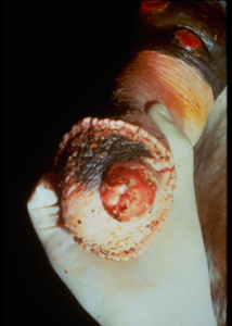 red, inflamed lesion at male horse genitalia