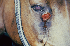 red lesion at horse's medial canthus of the right eye