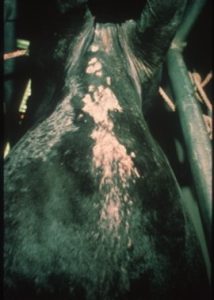 patches of alopecia along black horse's neck
