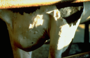 Nodule at cow's flank