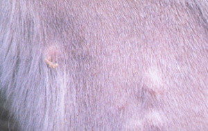 Nodule with follicular papules filled with mites on pink horse/calf skin