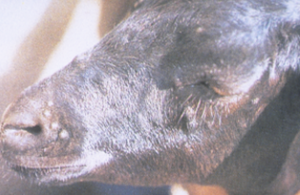 papule on brown horse/calf's face