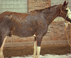 thick dry brown crumbly scabs all over brown horse's body; standing upright