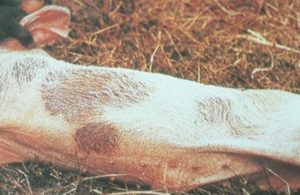 pig laying on grass, showing discoloration of skin and crusts