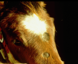 circular areas of alopecia on horse's nose