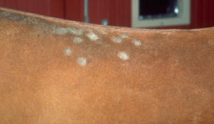 circular patches of alopecia on a horse's back