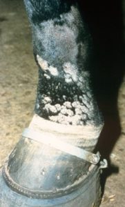 circular patches of alopecia on pastern region of black horse