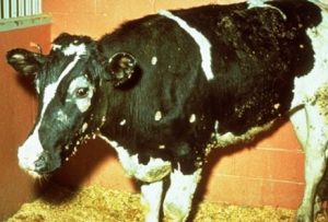 patches of alopecia across cow's body