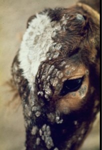 patches of alopecia on young cattle's face