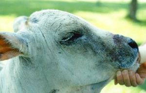 black lesions on cattle's face; right-profile