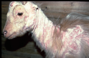 goat showing characteristics of alopecia