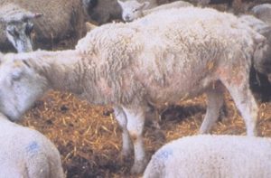 sheep showing characteristics of alopecia and crusty skin