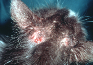 top of black cat's head missing patches of fur, pink skin and open wounds