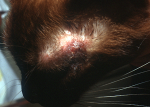 black cat missing patches of fur on top of head with open wound