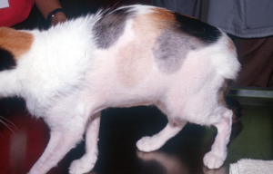 white cat with black and brown spots standing upright displaying inflamed skin on legs and belly