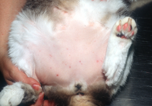 white cat with inflamed underbelly, pink skin and small red spots