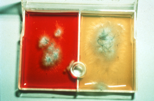 Dermatophyte Test Media (DTM); left side contains red media and right side contains yellow media; both medias contain Microsporum canis – white, cottony colony