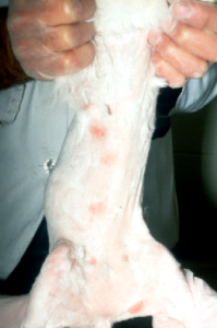 red spots on a white cat's stomach