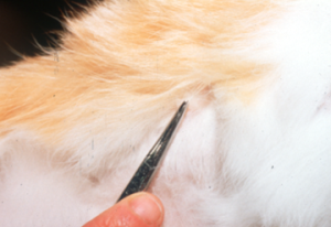 tweezers plucking a strand of hair from a yellow-white hair coat
