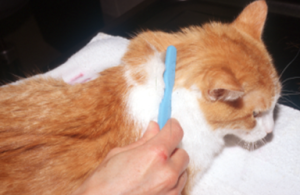 an orange-white cat being brushed with a blue toothbrush to collect sample lesions