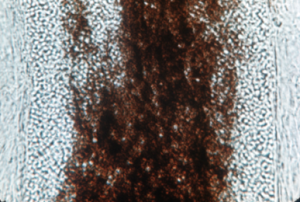 Fungal arthrospores