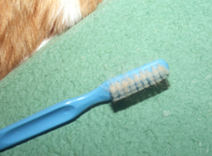 a blue toothbrush with collected samples laying on a green counter