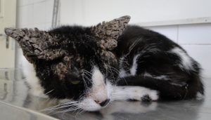 black-and-white cat sleeping on floor; brown crust on top of both ears