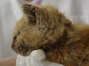 side profile of tan cat with crusty ears