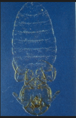 Damalinia caprae: biting lice, green outline of translucent mite with stripes on abdomen and wide rounded head