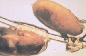 Haematopinus suis: sucking lice