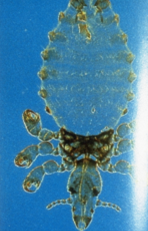 Linognathus stenopsis: sucking lice, green outline of translucent mite with stripes on abdomen and narrow pointed head and pointed tail end