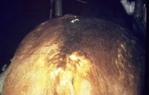 patchy alopecia on back of brown horse's body