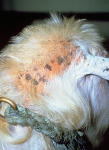 signs of red irritation and black spots on back of goat's head with yellow and white fur